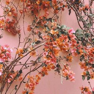 国产精品av不卡在线观看
